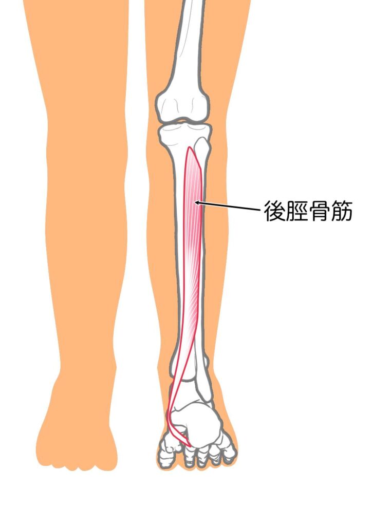 画像に alt 属性が指定されていません。ファイル名: 10ab6fda4f34ff78c912f98314677ad3-724x1024.jpg